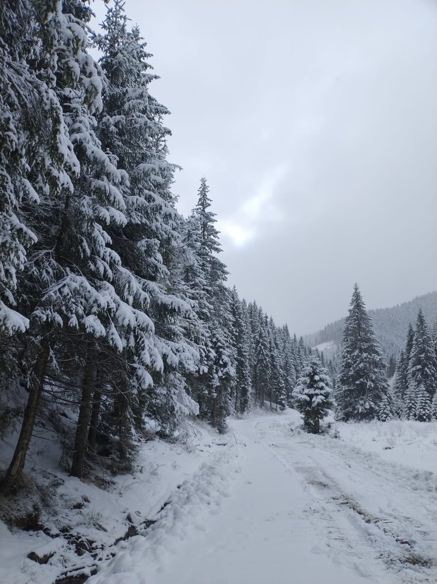 RNP_Romsilva's tweet photo. 📷 Iarnă în pădurile dâmbovițene administrate de Ocolul Silvic Pucioasa
📷 Pucioasa Forest District, in Dâmbovița county, #Romania #Forests #Forest #Forestry #Nature #Environment #iarna #feeriedeiarna #zapada #omat #ocolsilvic #peisaje #arbori #iarna #trees #winter #romsilva https://t.co/2sZCP0wUXB