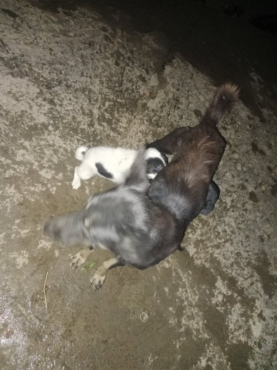 RohitVlogs4's tweet photo. Caring 😊 Mommy's 
 On cute 🥰 Doggy https://t.co/yT7F34UuPa