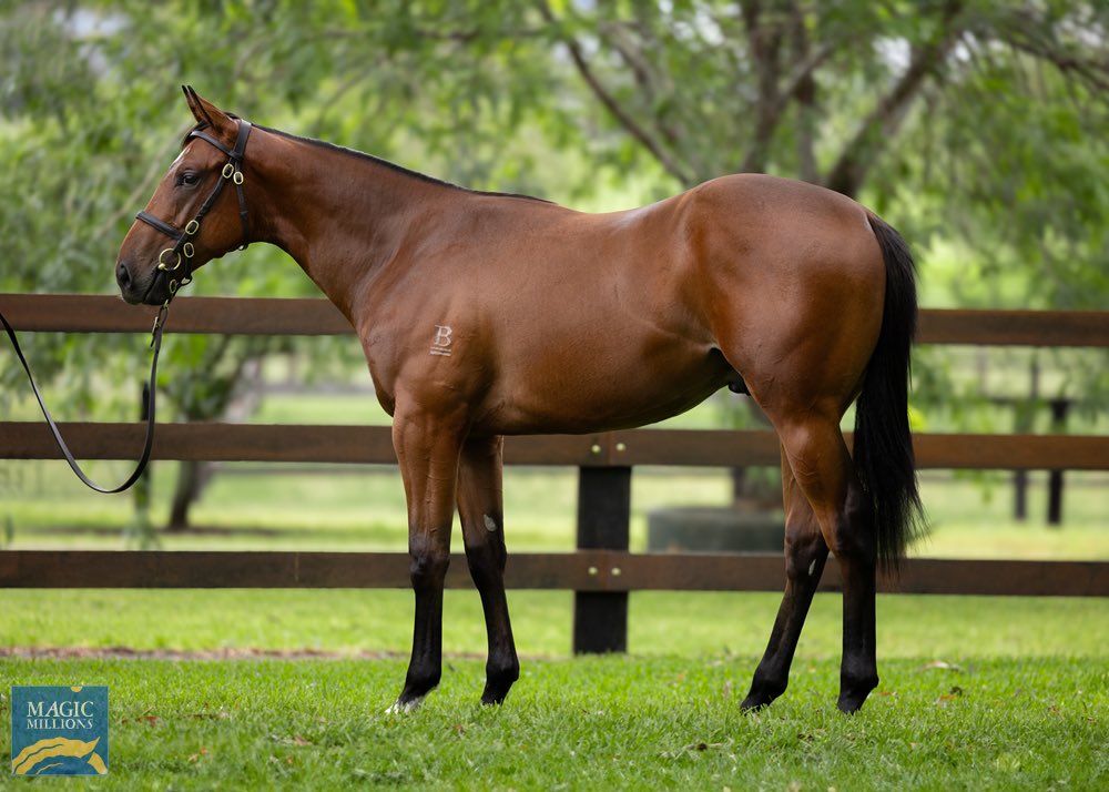 HALF BROTHER TO IMPERATRIZ FOR SALE! What an absolute thrill! We have secured lot 477 at <a href="/mmsnippets/">Magic Millions</a> a colt by Capitalist who is the half brother to sprinting sensation Imperatriz. Final shares are available! Get in touch with the team at AGR Racing to secure an interest.