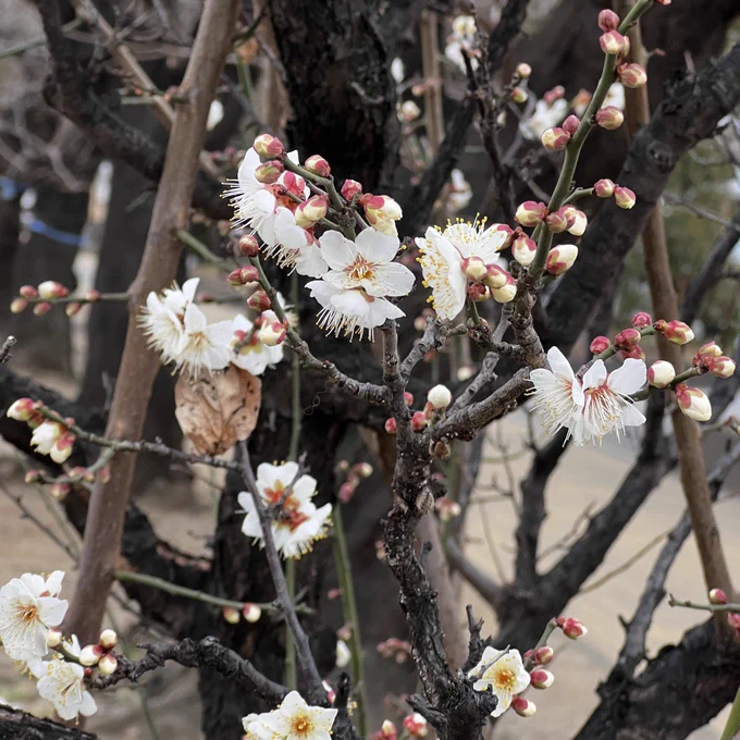 君たちは...もしや梅かい? ちょっと早起きだからまだ寝てていいよ  桜はこの後を続かないでくれ (戦慄)