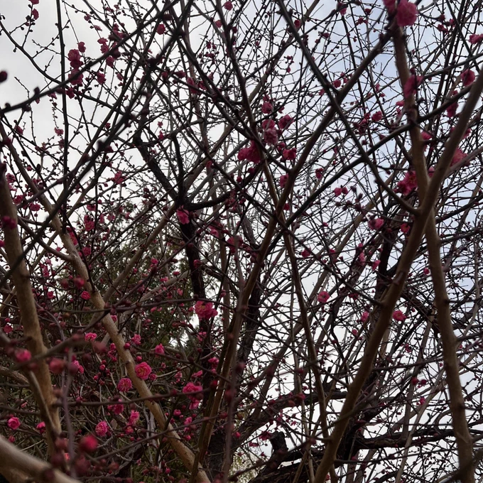 君たちは...もしや梅かい? ちょっと早起きだからまだ寝てていいよ  桜はこの後を続かないでくれ (戦慄)