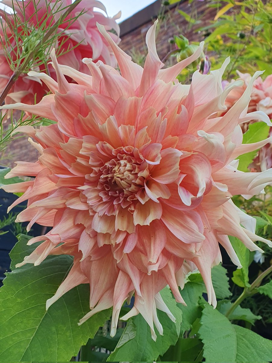 tinawhite09's tweet photo. Have a lovely Thursday everyone #Dahlia https://t.co/hcaQeL11D7