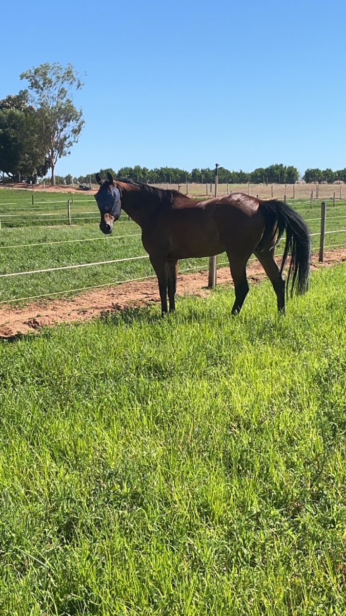 RJMooreOfficial's tweet photo. Neds Beach enjoying his last 5 minutes of his 3 week freshen up. A 5
Time winner last season https://t.co/P3Oj6rIrFO
