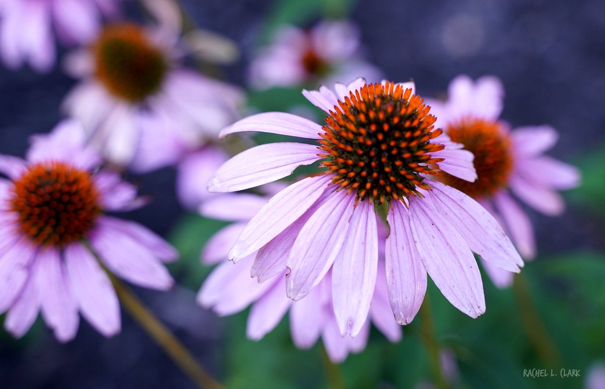 therachelife's tweet photo. Good morning!
If only we would get some snow! All we're predicted to get is more rain and then a blast of frigid temps. So again, a flower to brighten the gloom.
#whereisthesnow #winterweather #photography #FLOWER #goodmorning #Pittsburgh #pennsylvania https://t.co/Gg2u7BrRGH