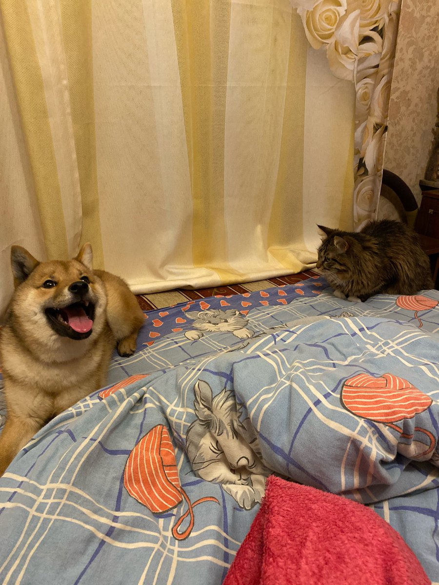 alvlage's tweet photo. кошка (большая) и кошка (поменбше) https://t.co/62FGKDjXTE