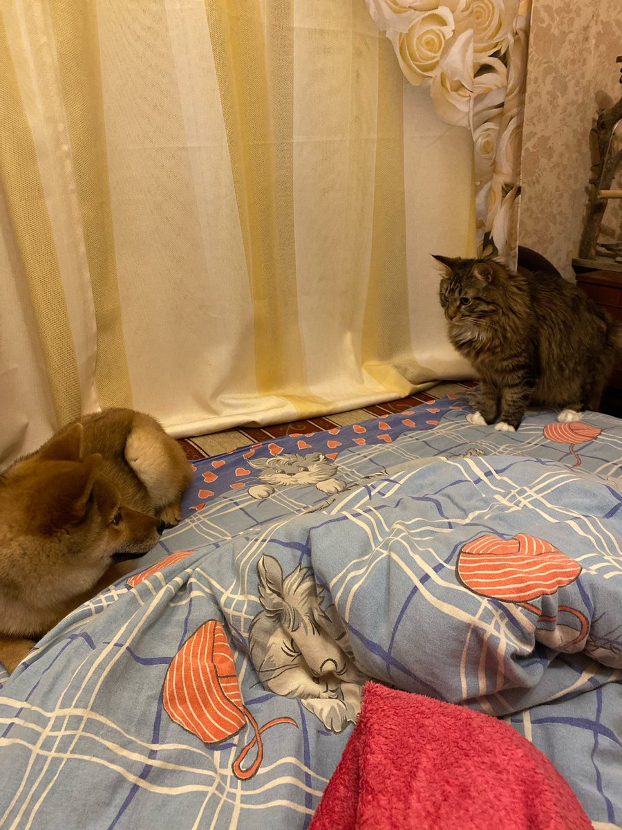 alvlage's tweet photo. кошка (большая) и кошка (поменбше) https://t.co/62FGKDjXTE