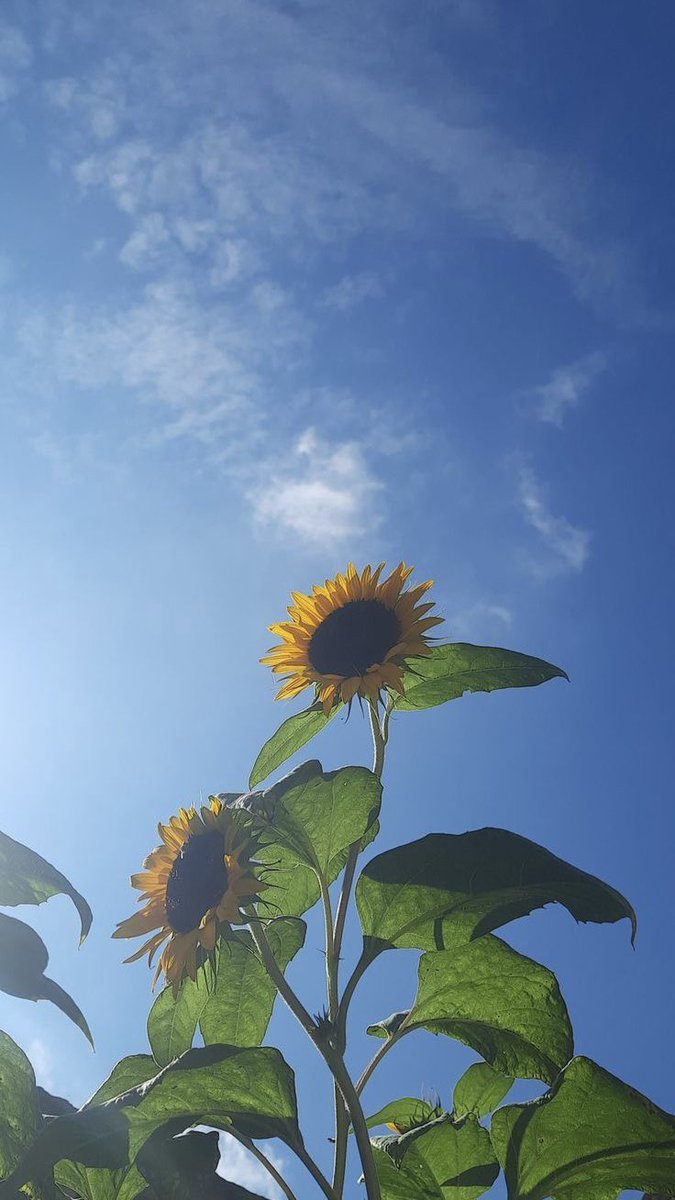 leotanapon007's tweet photo. จงหาความสวยงามในแบบของคุณ
ที่ไม่ใช่ความสวยงามที่คุณเห็น จากคนอื่น ———————————���———~
#คําคม #คําคมชีวิต #คําคมความรู้สึก 
#แคปชั่น #แคปชั่นเด็ด #แคปชั่นเศร้า 
#ธรรมชาติบําบัด #หลงรักนักเดินทาง💚 https://t.co/cpEzxHTWqg