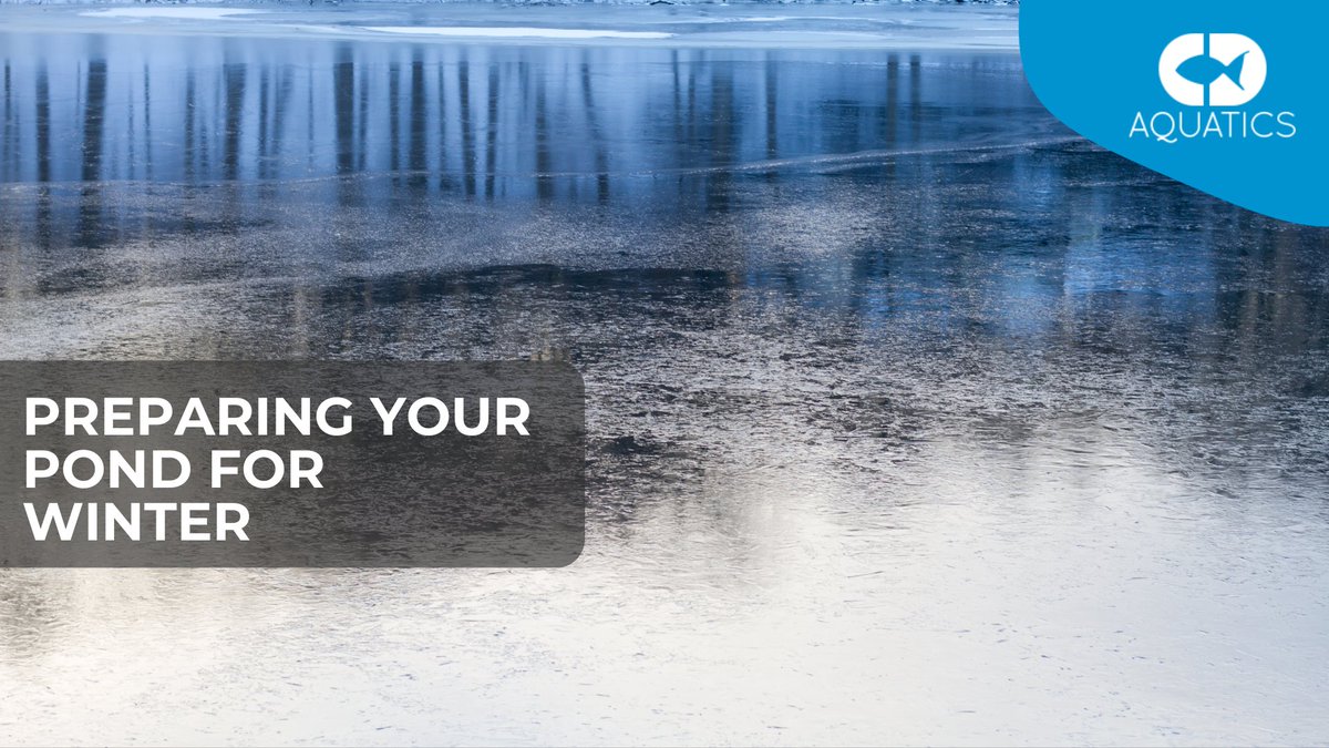 C.D Aquatics (@cdaquatics) on Twitter photo PREPARING YOUR POND FOR WINTER βοΈπ
Read Moreπ
cdaquatics.co.uk/preparing-yourβ¦
#CDAquatics #PondFish #Fishkeeping #AquaticDreams #Koi #AquariumSetup PREPARING YOUR POND FOR WINTER βοΈπ
Read Moreπ
cdaquatics.co.uk/preparing-yourβ¦
#CDAquatics #PondFish #Fishkeeping #AquaticDreams #Koi #AquariumSetup