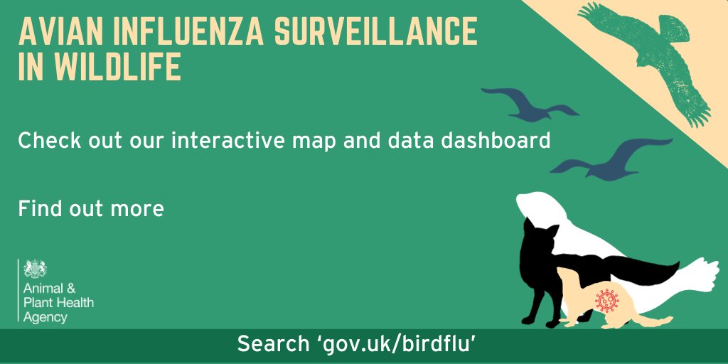 Our #AvianInfluenza wildlife interactive map &amp; data dashboard shows:

🦉reported wild bird mortality
🦠findings of #avianinfluenza virus in wild birds &amp; wild mammals
📞You can also check the status of your wild bird report on the map

Further info at: gov.uk/government/pub…
