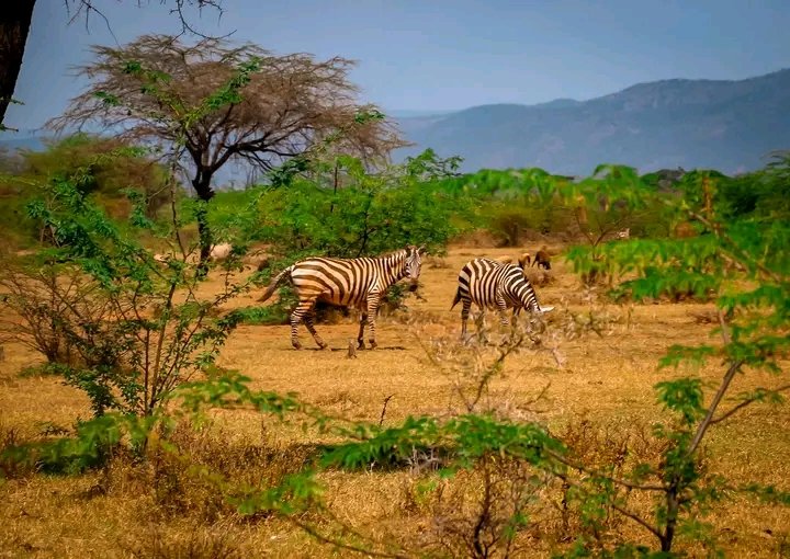 Baringo County Conservancies Association tweet media