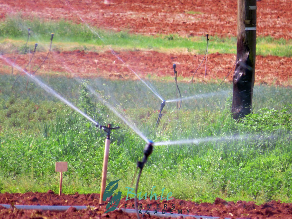 BuhlefarmersA's tweet photo. Calling all veg farmers – ready to boost your profit margins and launch a new stream of income? ✨💰
 
At Buhle’s #SeedlingProduction course, 19-23 Feb, you will learn how, for only R1850 incl. meals + accommodation🌿 

Enroll now on https://t.co/5Tmsr2qWqj #farmertraining 👩‍🌾💪 https://t.co/AVkodkaAhT