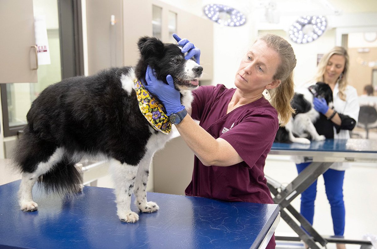 Massive study of dog aging likely to lose funding

Organizers hope to save long-running project on canine aging and longevity

science.org/content/articl…

[The title does not need to become reality. Support <a href="/DPromislow/">Daniel Promislow</a> &amp; <a href="/mkaeberlein/">Matt Kaeberlein</a>'s <a href="/DogAgingProject/">Dog Aging Project</a> 👇🔗x.com/agingdoc1/stat…]🧑‍⚕️