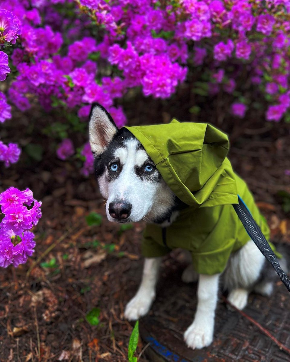 So adorable Dante