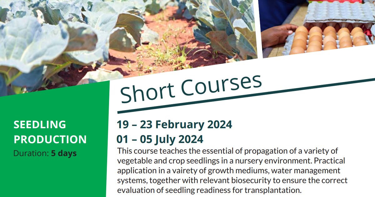 BuhlefarmersA's tweet photo. Calling all veg farmers – ready to boost your profit margins and launch a new stream of income? ✨💰
 
At Buhle’s #SeedlingProduction course, 19-23 Feb, you will learn how, for only R1850 incl. meals + accommodation🌿 

Enroll now on https://t.co/5Tmsr2qWqj #farmertraining 👩‍🌾💪 https://t.co/AVkodkaAhT