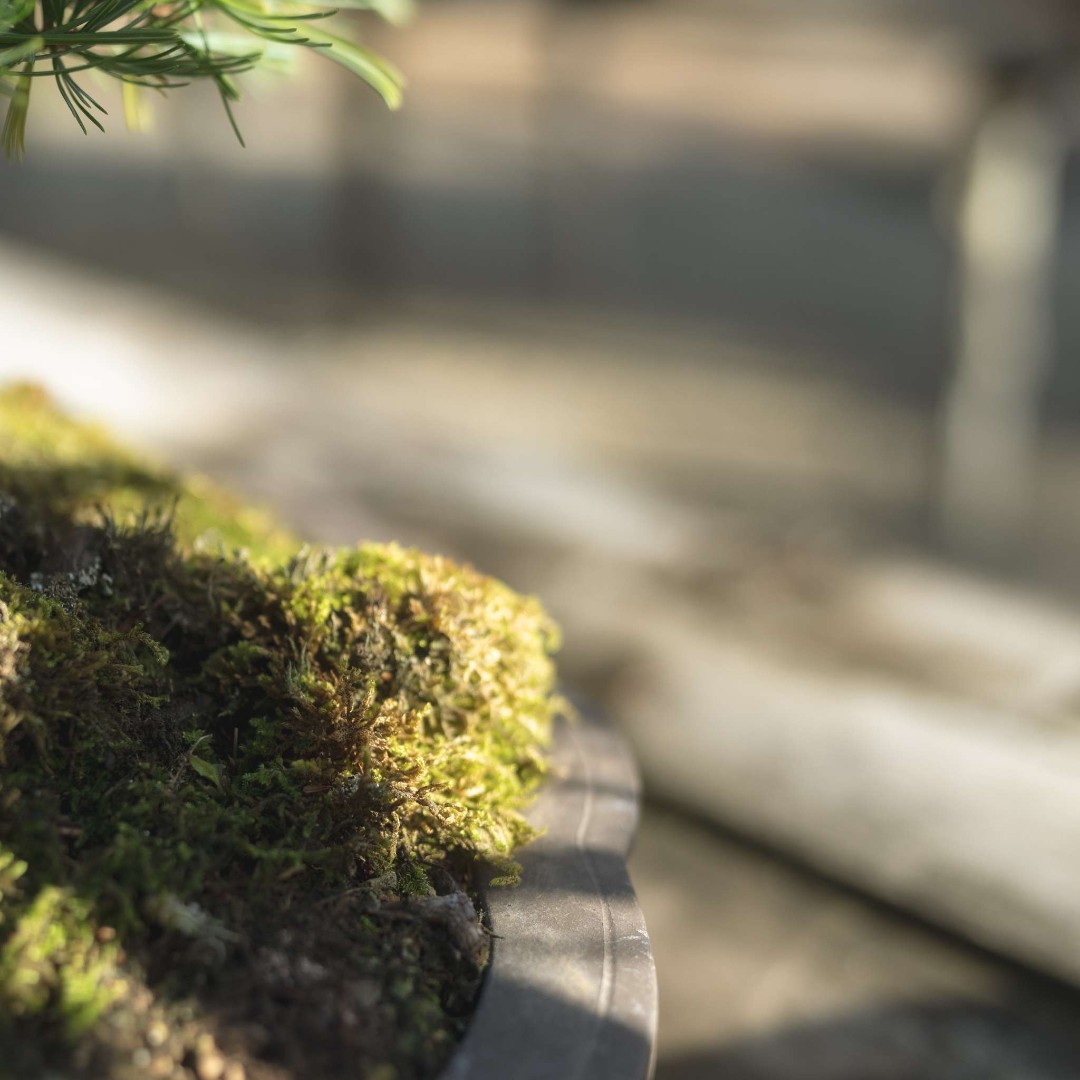 adam_bonsai's tweet image. 光の穏やかな遊戯が盆栽を優美に着飾る。苔の繊細な質感や器のさりげない曲線が際立つ。午後の柔らかな時間の中、それぞれのディテールは庭で控え目に輝やくシンフォニーの静かな音色になる。

#盆栽セレナーデ#午後の光#盆栽 #BonsaiSerenade #AfternoonGlow