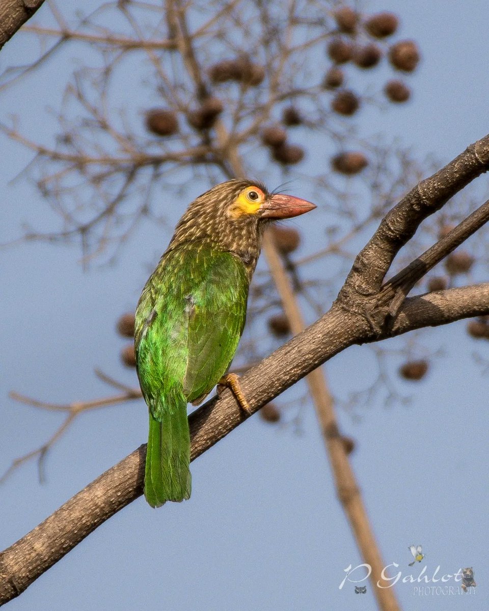 pg_photographie's tweet photo. #barbets from Bhondsi (Gurugram)
#Birding #Birdingphotography #birds #birdphotography #birdwatching #birdwatchers #IndiAves #BirdsOfTwitter #bbcwildlifePOTD #birdphotography
#BirdsofHaryana #avibase
#IndianBirds #nikonphotography #TwitterNatureCommunity https://t.co/Nqt3tKIcEX