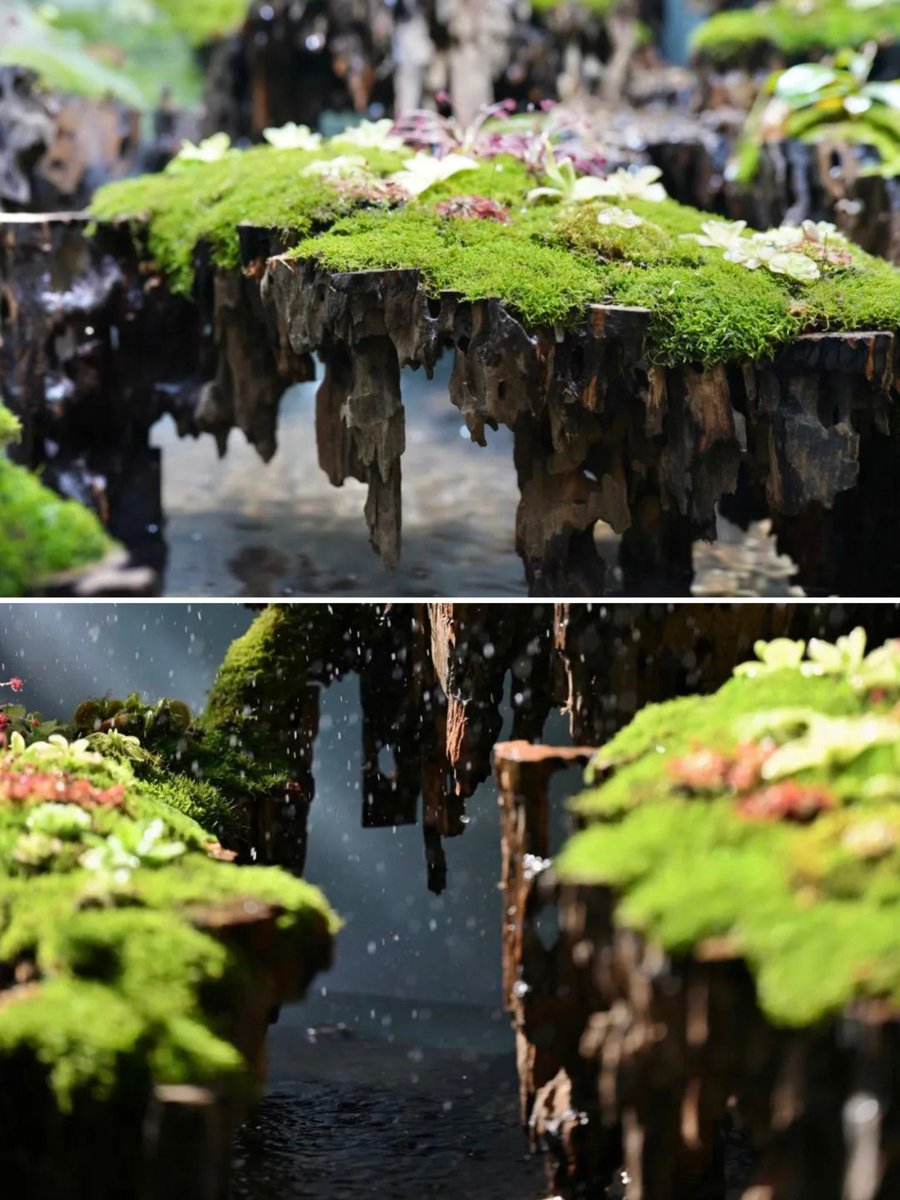 The beautiful floating islands are landscape ecological tanks exhibited in the Xiamen Botanical Garden. The agronomist carefully simulated hot and humid environments in the exhibition hall, creating a miniature scene of lush tropical islands. #VisitXiamen #VibrantXiamen