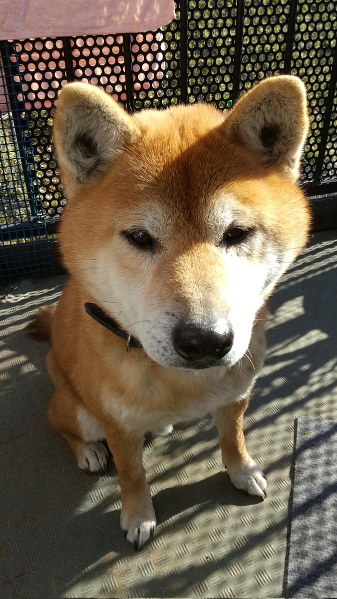 post_kira's tweet photo. ワンワンワンの日！✨遅くなりましたが、今年も宜しくお願いいたします！🐶💕 https://t.co/cRwbXi9Cuj