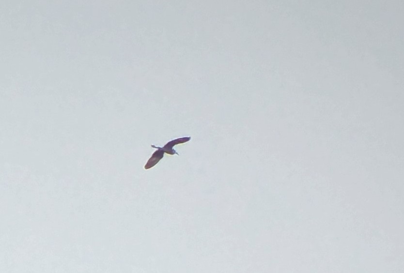 Rob William Martin tweet media