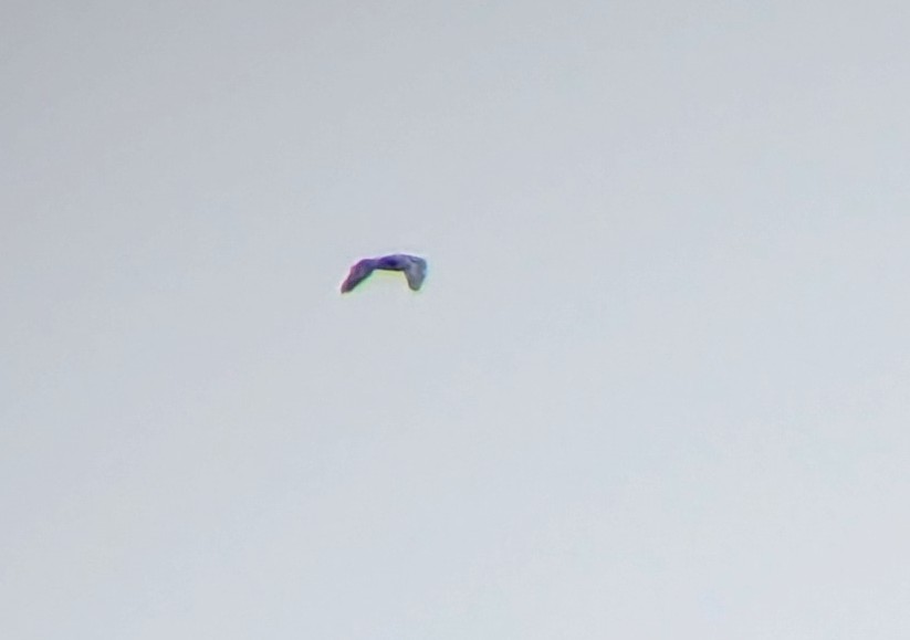 Rob William Martin tweet media