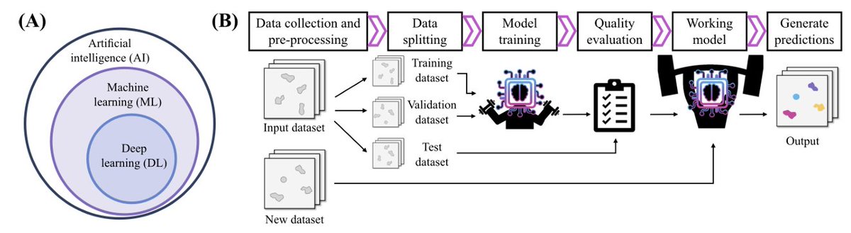 HenriquesLab's tweet image. 🚨🔬🤖 New #preprint from us on #SmartMicroscopy. A review by @ALeonorMorgado, @gomez_mariscal and @Hannah_SuperRes. #Microscopy meets #MachineLearning agents. Come check it out =)
arxiv.org/abs/2401.05282