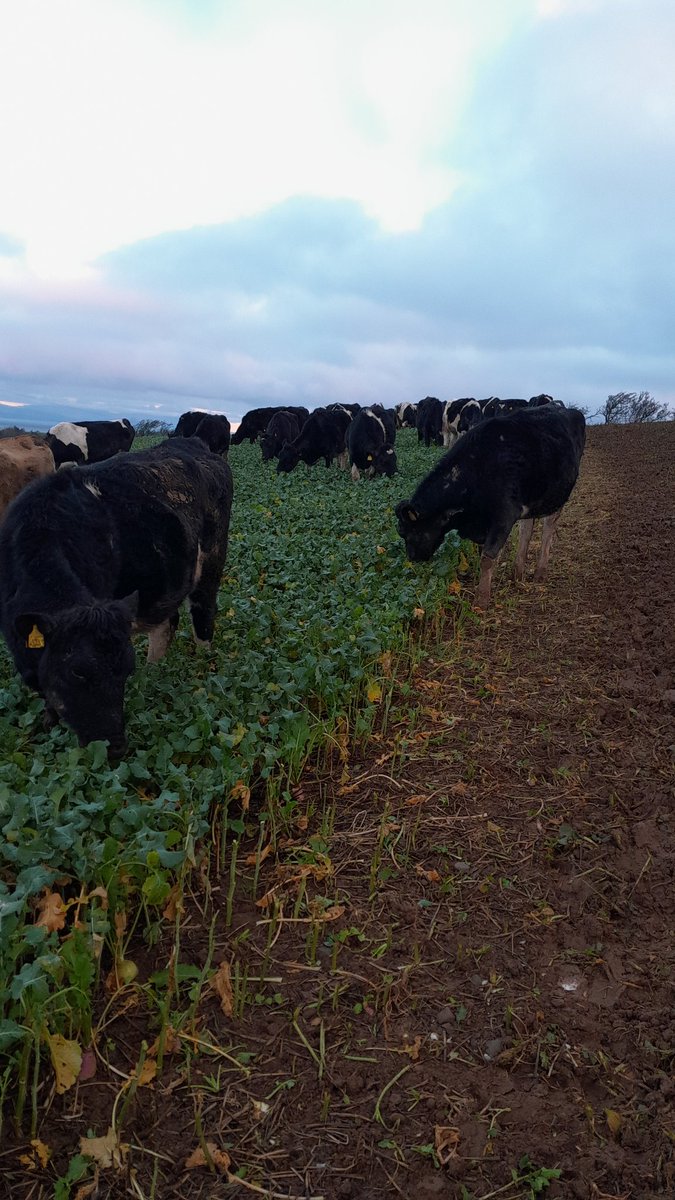 TShearlaw's tweet photo. Is there anything better on a nice day than moving cattle on beet and stubble turnips https://t.co/xM21pitscR
