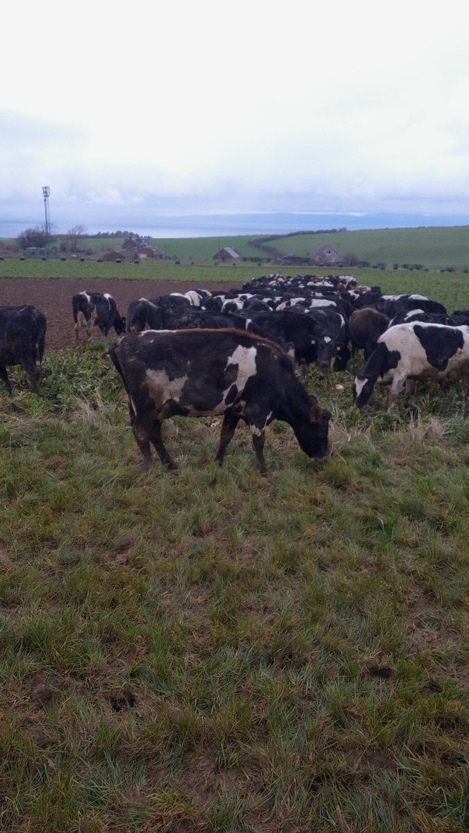 TShearlaw's tweet photo. Is there anything better on a nice day than moving cattle on beet and stubble turnips https://t.co/xM21pitscR