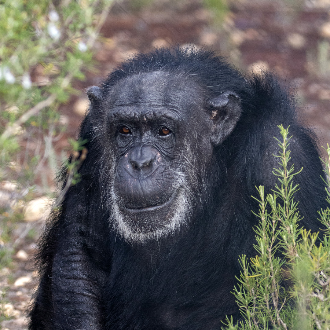 A la chimpancé Prudence, le encanta pasar el tiempo con el enriquecimiento más complicado. Tiene un carácter muy especial y se lleva bien con los demás chimpancés de su grupo. Es muy amiga de la chimpancé ciega Wilma con la que pasa la mayor parte del tiempo💚