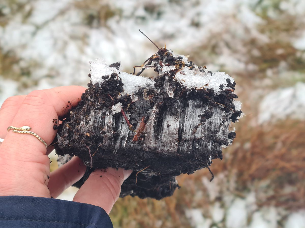 Frost heave in a peat hag, pushing layers of peat away from each other, making it more susceptible to fall apart and being washed away when the ice melts. That's why #PeatlandRestoration is so important! #GreatNorthBog