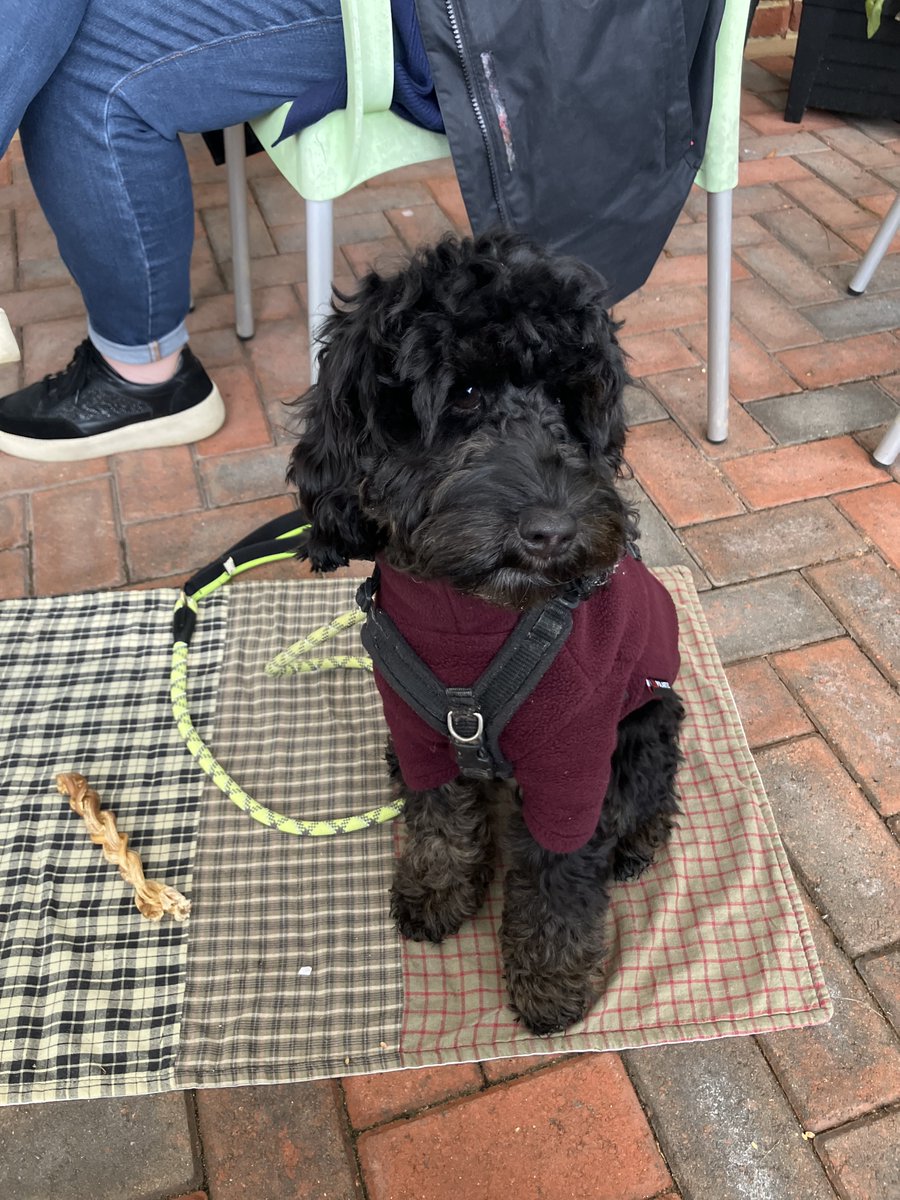 Don't forget that #StarBistro is dog-friendly, so you can bring your furry friends (like cockapoo Archie here) with you when you enjoy a delicious lunch or cup of tea or coffee on our outside terrace 🐶 starbistro.org