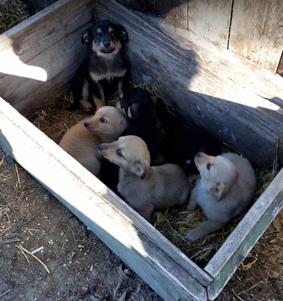 URGENT! These babies were born to a chained mum and swiftly taken away to be drowned. A rescuer stepped in to help. They need urgent help (-18C where they are), warmth and food. Can you please donate even just £1? bit.ly/K9donate #AdoptDontShop #DogCharity