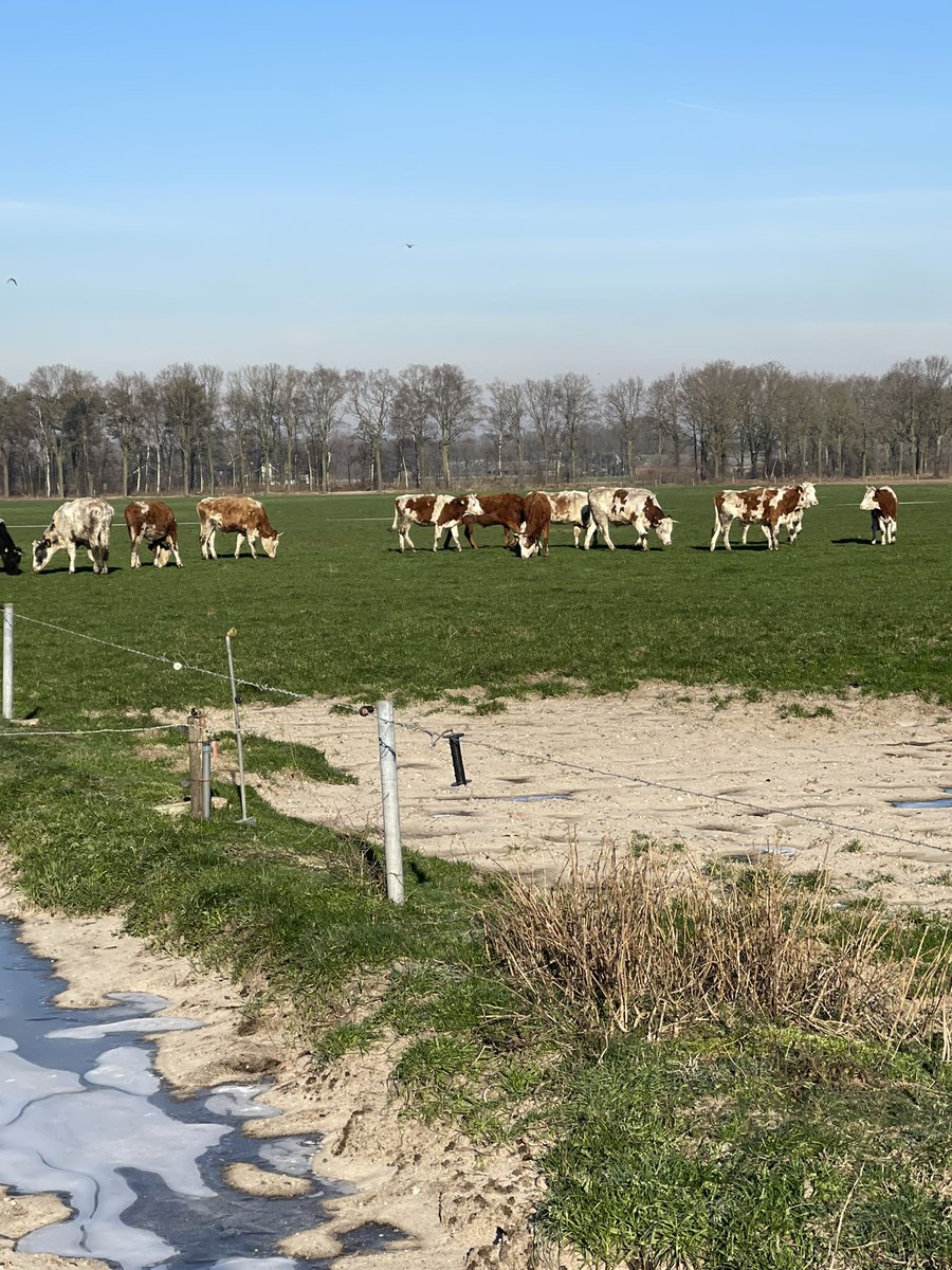 ShannonTempels's tweet photo. Afgelopen maanden was het te nat op dit stuk grasland voor de melkkoeien. Nu met de vorst kan een groep jongvee het snel even af eten. Blij waren ze in iedergeval, die dachten al dat het voorjaar was😊🥳

#biologisch #weiden #usda #skal #ossen #pinken #horens https://t.co/QF7yby1MQw