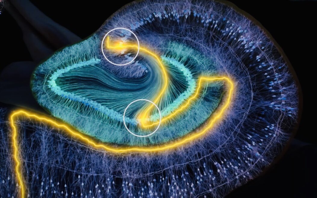 Эхний зураг нь бидний тархинд байрлах “далайн морь”гэсэн хэсэг. Ой тогтоолыг хариуцдаг аж. Удаах нь ой тогтоолт хэрхэн яаж бий болдогыг нүдэнд үзэгдэхүйц байдлаар зураглан үзүүлсэн зураг. Нэг рүт нэг ой санамж аж. Рүт бүр холбогдслноор нэг шинэ санаа, инновац төрдөг гэнэ