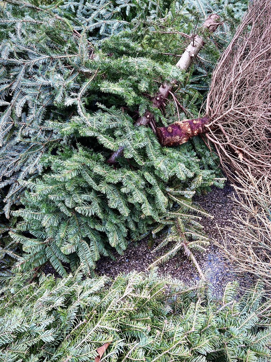 r_fototkr's tweet photo. Morning!
#onceloved #lovelydeadcrap #mulch #ohchristmastree #BackToTheGrind @GettyImages #nothingispermanent https://t.co/1tFSXVzLq1