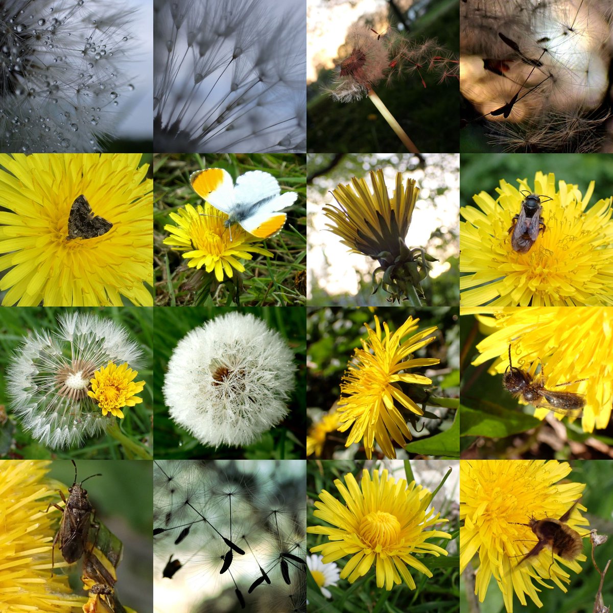 It's #InsectThursday and they certainly loved the #dandelions last year. Hoping you can spot a few in the collage. Have a lovely day everyone.