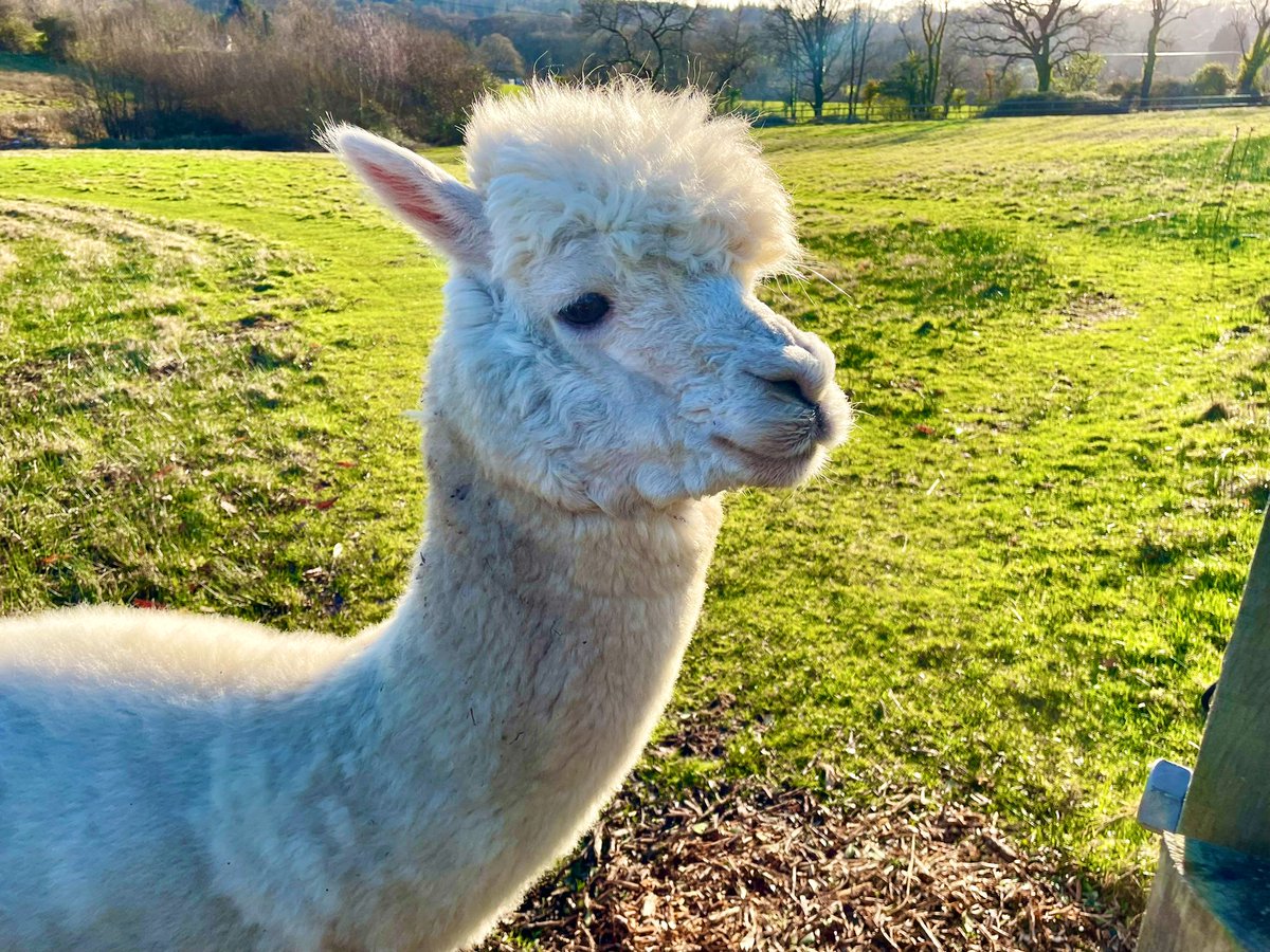 SamWakefieldCC's tweet photo. Benefits of working outside surveying ancient trees in the magical #NewForest under freezing bright blue skies…the furriness 😁☺️😁

☀️🥶☀️🥶☀️🥶☀️🥶☀️🥶☀️🥶☀️ https://t.co/nVkaCYSPmt