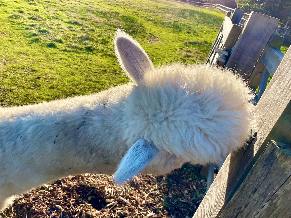 SamWakefieldCC's tweet photo. Benefits of working outside surveying ancient trees in the magical #NewForest under freezing bright blue skies…the furriness 😁☺️😁

☀️🥶☀️🥶☀️🥶☀️🥶☀️🥶☀️🥶☀️ https://t.co/nVkaCYSPmt