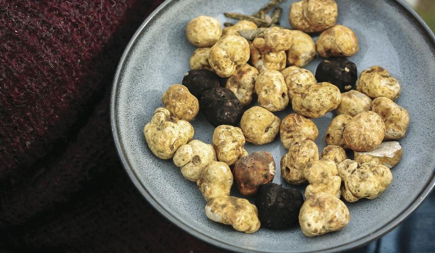 Truffle hunting in Oregon
newberggraphic.com/lifestyle/hunt…
#Foodie #truffles #Oregon #oregontruffles #trufflehunt