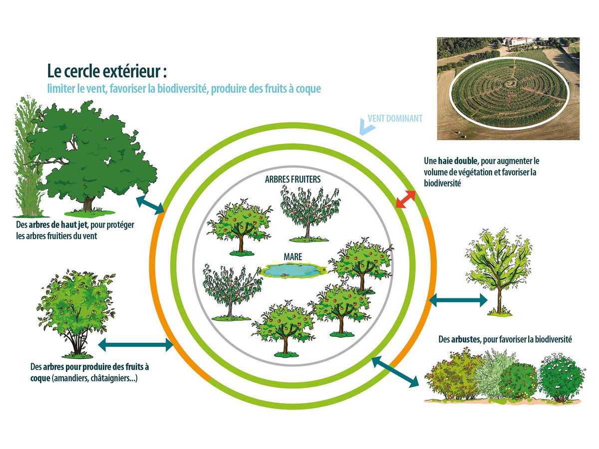 Quand la biodiversité tourne en rond OU comment produire des fruits sans pesticides👉reportage photo au sein du verger circulaire de l'unité expérimentale INRAE de Gotheron👇
revue-set.fr/article/view/7…