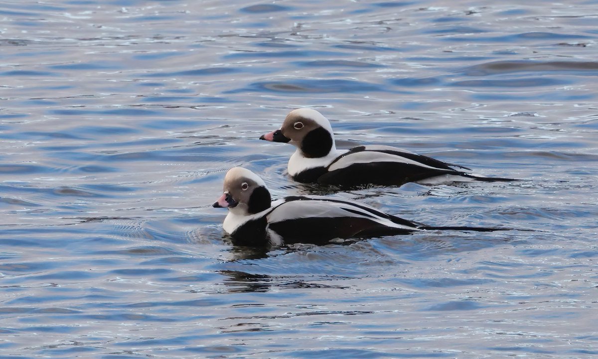 Long-tailed Duck in Berwick upon Tweed harbour!