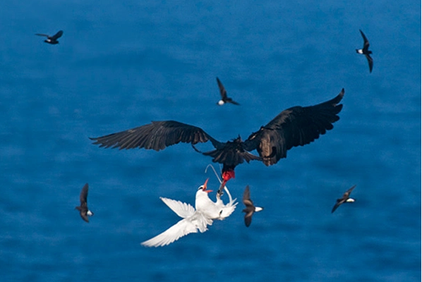 The ability to "steal" prey right from the claws of other birds of prey and seagulls while they are flying. Perhaps that is why they also have another nickname: "sea pirates".