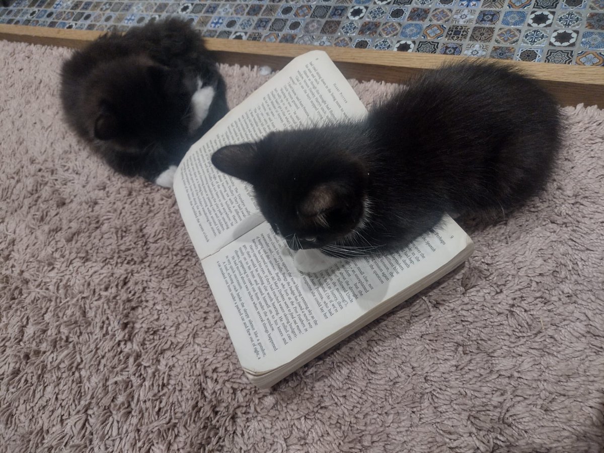 LouBcakes's tweet photo. Remember #stopdropandread that the kids did in school? It appears Daisy & Dotty have nailed it!! #kittens #furbabies https://t.co/OIRTv434gc