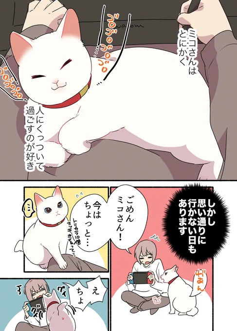 なんだかんだ🐈猫の思い通りになってしまう話😭😭😭 (1/3)  #漫画が読めるハッシュタグ #愛されたがりの白猫ミコさん