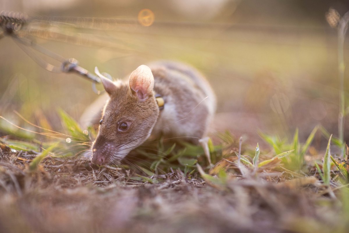 herorats's tweet photo. Rise and shine ☀️ #APOPO trains all our landmine detection rats on a 24 hectare minefield with over 1500 real landmines (defused) buried in various search areas for a realistic scenario. Trainers demarcate boxes of 60-100m2 with tape and training begins! #herorats #supernoses https://t.co/Z3IYsMpT2q