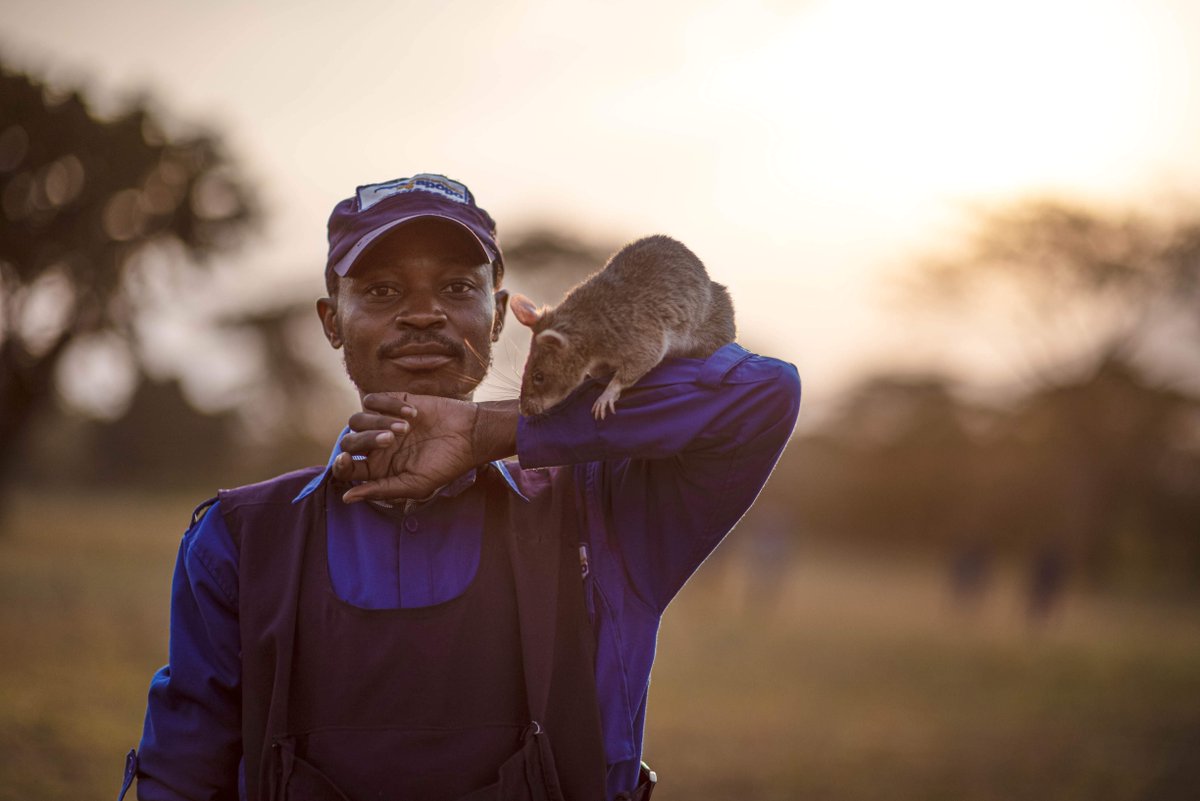 herorats's tweet photo. Rise and shine ☀️ #APOPO trains all our landmine detection rats on a 24 hectare minefield with over 1500 real landmines (defused) buried in various search areas for a realistic scenario. Trainers demarcate boxes of 60-100m2 with tape and training begins! #herorats #supernoses https://t.co/Z3IYsMpT2q