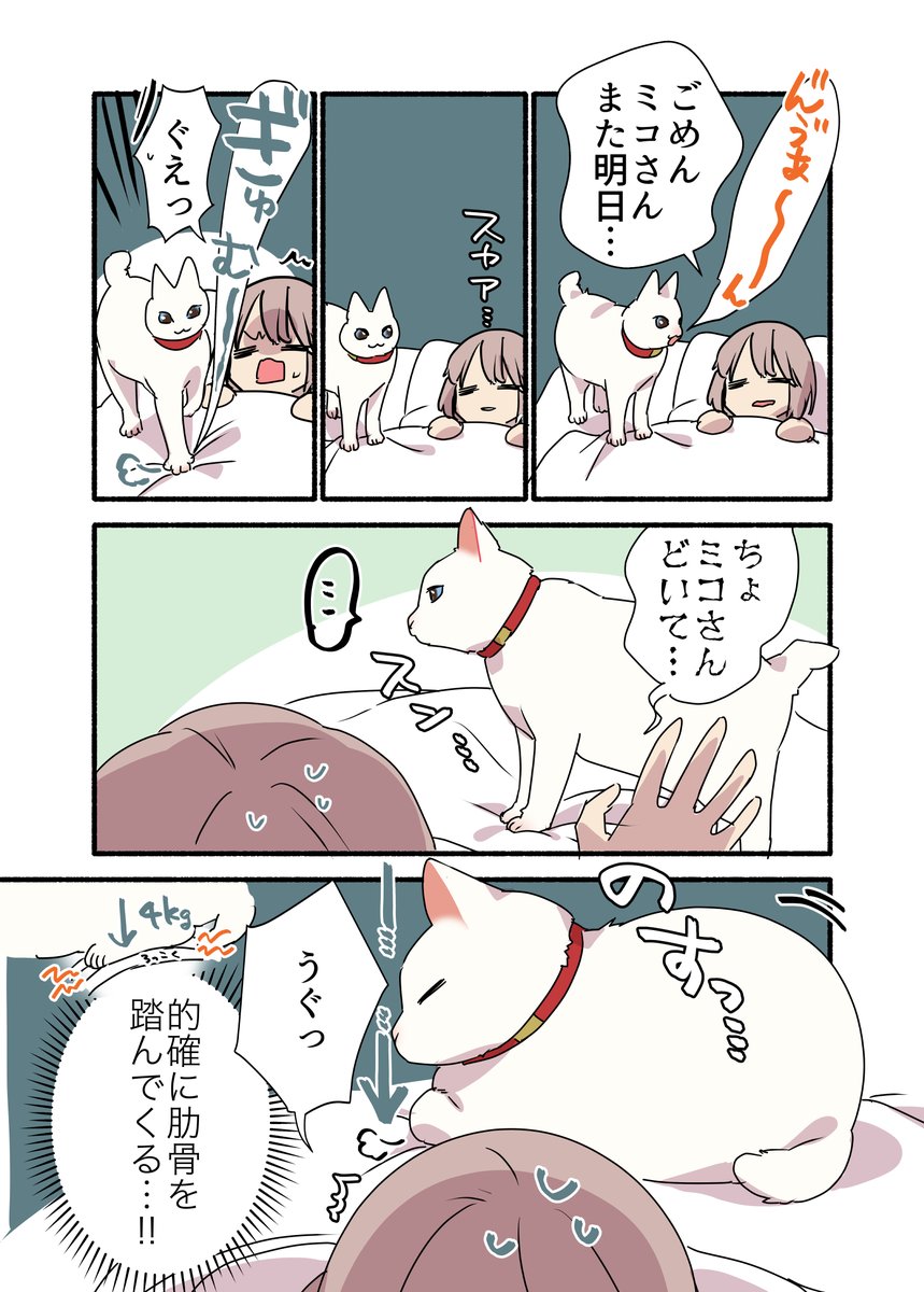 なんだかんだ🐈猫の思い通りになってしまう話😭😭😭 (2/3) #漫画が読めるハッシュタグ #愛されたがりの白猫ミコさん