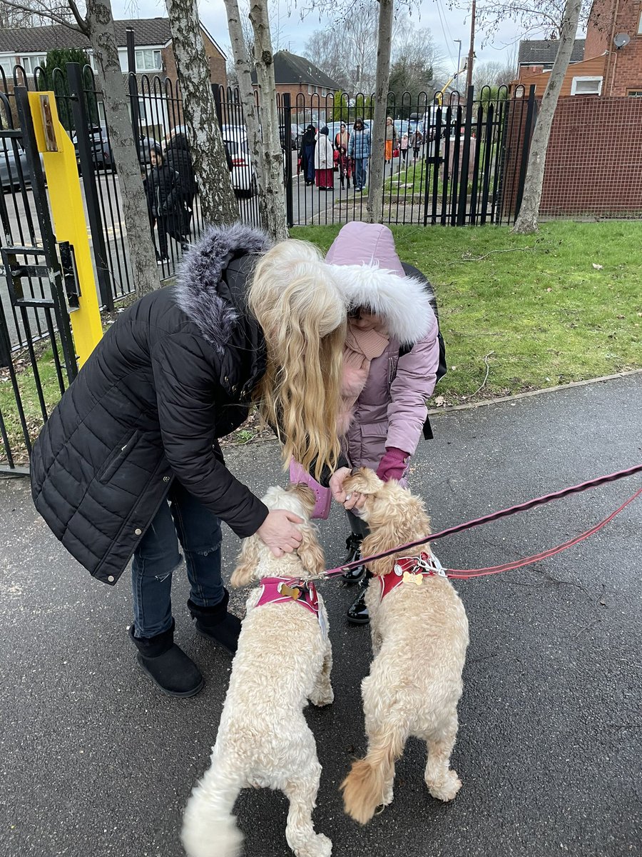 CliftonCoHead's tweet photo. Bella and Ruby are so happy to be back work today with Mrs Akhtar! They love their new official #dogmentor licences! @CliftonPrim @TheDogMentorUK #dogsinschool https://t.co/WqqGrGHmZF