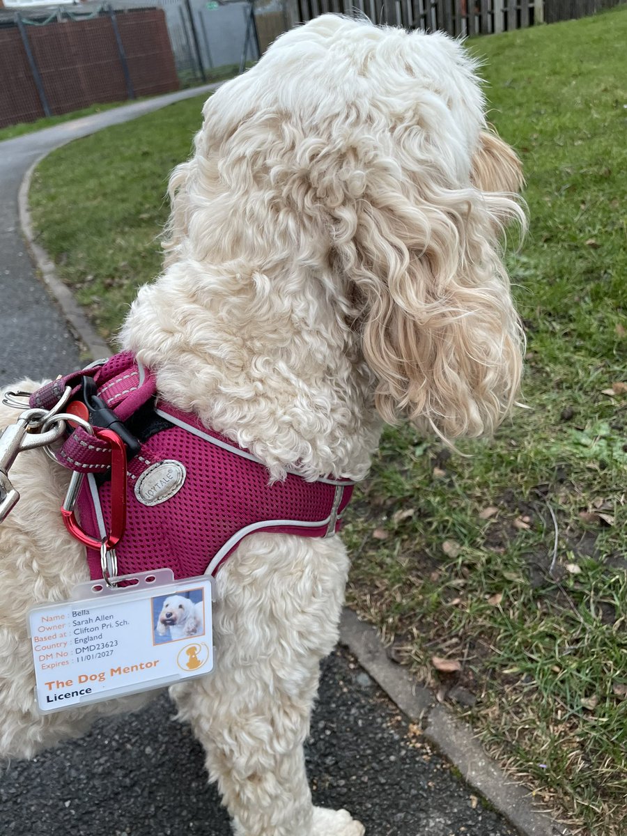 Bella and Ruby are so happy to be back work today with Mrs Akhtar! They love their new official #dogmentor licences! @CliftonPrim @TheDogMentorUK #dogsinschool