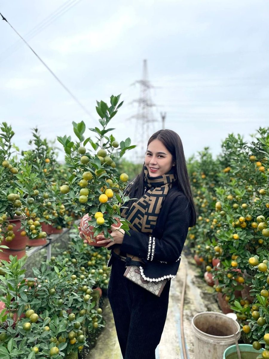 Nonieh1's tweet photo. Anh Em nào Quất không ạ? 🌿🌿🌿🌿
🌸🌸🌸🌸Thời điểm tháng chạp này ghé Nhật Tân hay chợ Quảng Bá chọn Đào, chọn Quất chơi sớm để có được những cây dáng chuẩn, dáng đẹp ưng ý. Nhà vườn bắt đầu lên châu và mở bán rồi ạ. 
#daotet #tetnguyendan #tetgiapthin #quat #hanoi #daoquat #nhattan #choquangba