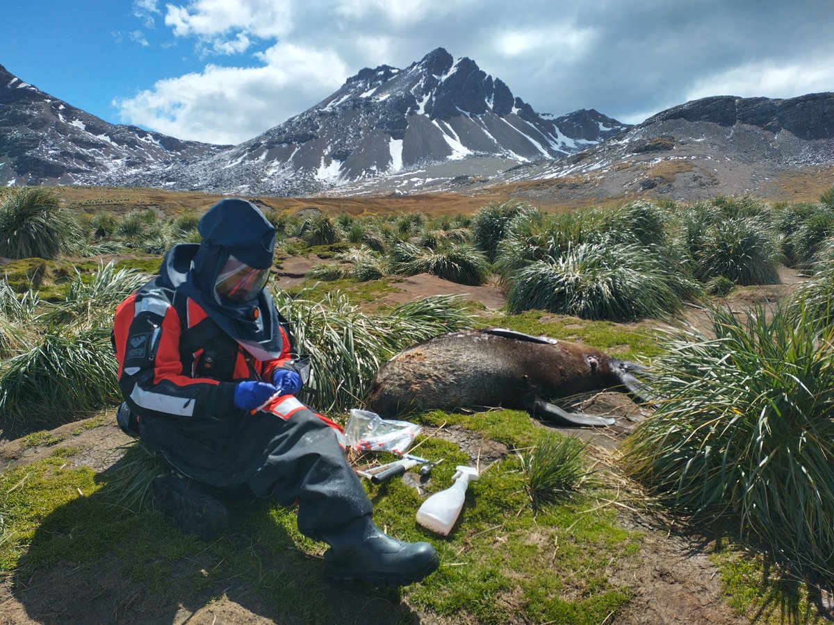 APHA scientists testing for #BirdFlu on the sub-Antarctic island of South Georgia have detected the virus in fur and elephant seals for the first time in the region. Results will be shared with partners to help tackle the disease globally. Read more: gov.uk/government/new…